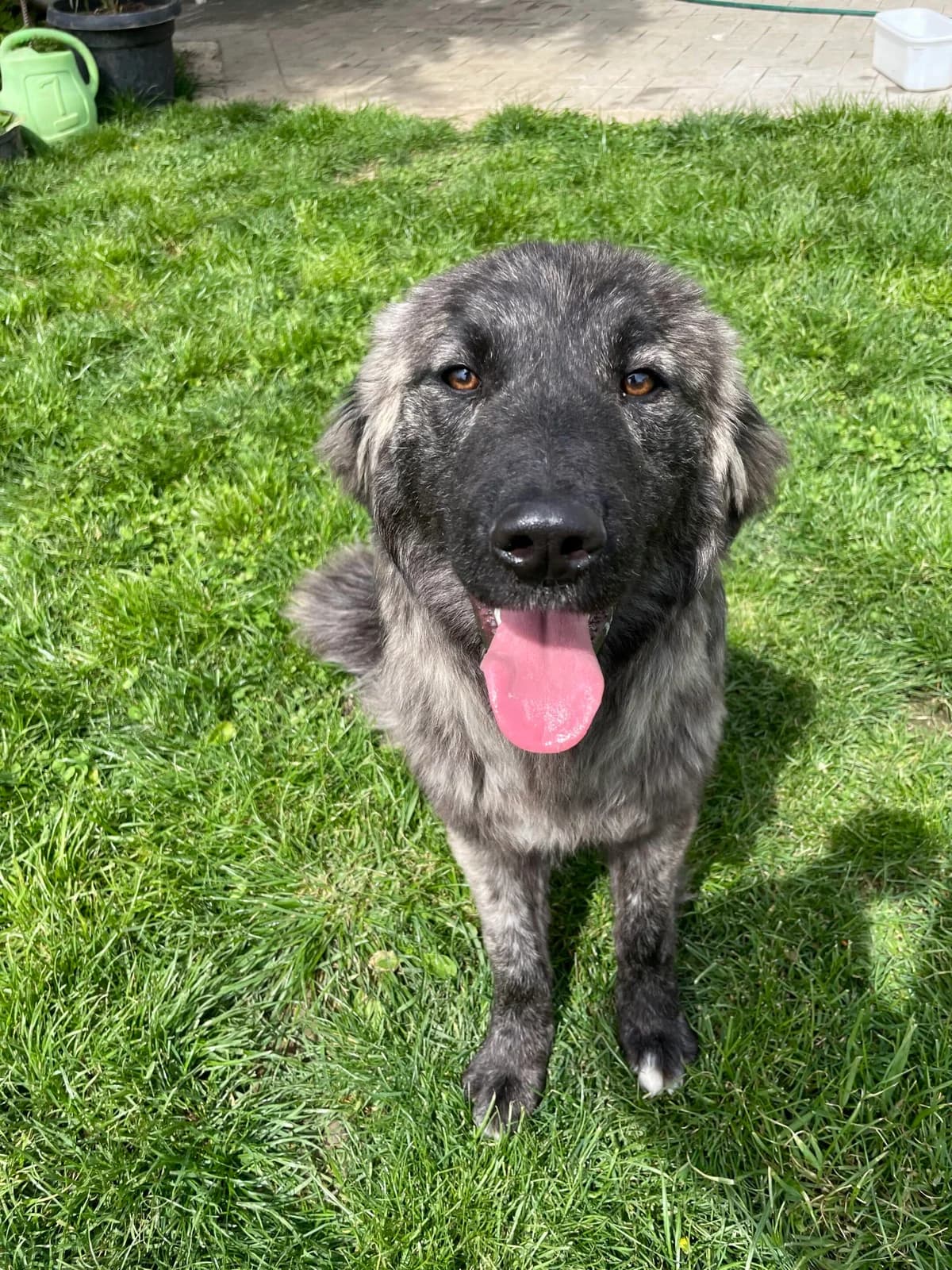 Millie, female puppy Mixed Breed for adoption at Strays Without Borders, Skopje