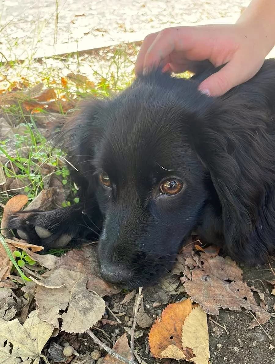 Reserved – Mandy, female puppy mixed breed for adoption at Strays Without Borders, Skopje