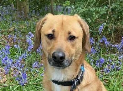 Fredi, male puppy Mixed Breed for adoption at Strays Without Borders, Skopje