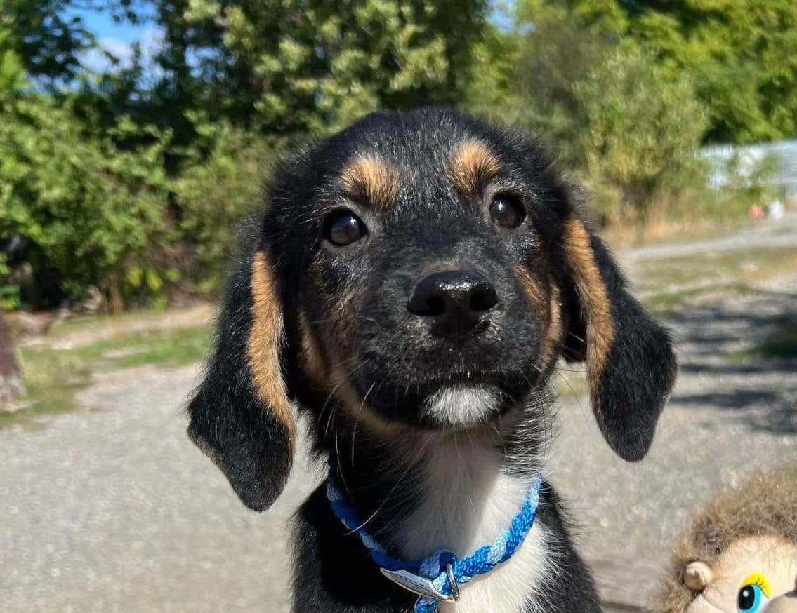 Mimi, female young mixed breed for adoption at Strays Without Borders, Skopje