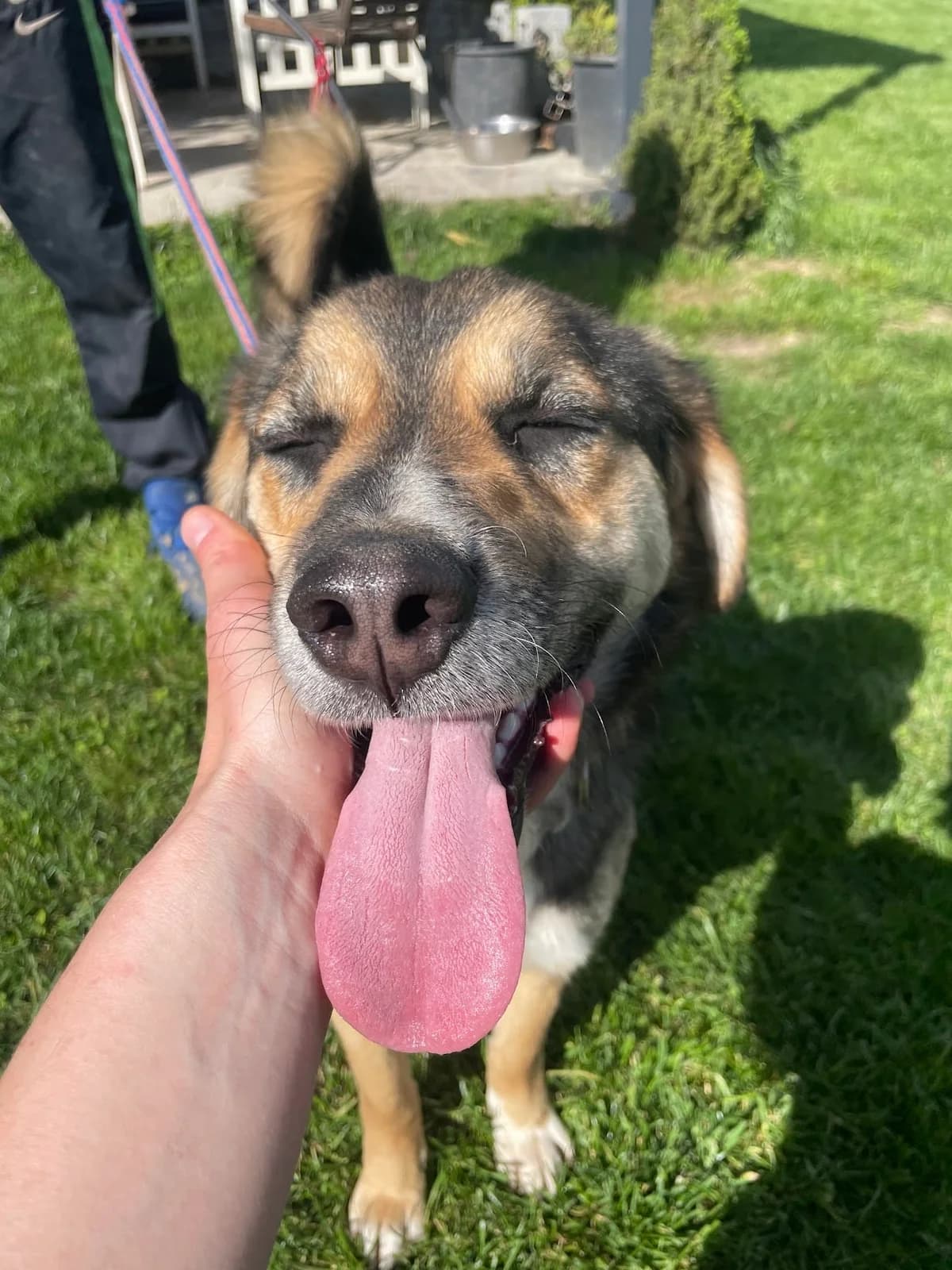 Ricky, male mixed breed for adoption at Strays Without Borders, Skopje