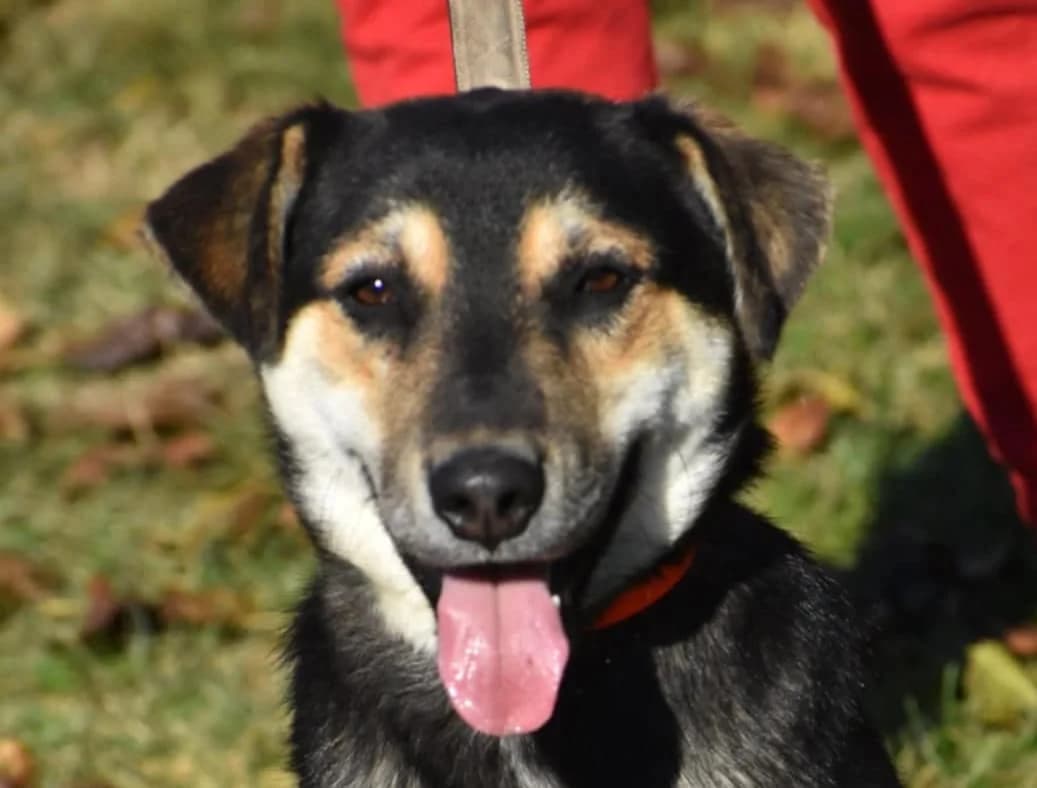 Rocky, male young mixed breed for adoption at Strays Without Borders, Skopje