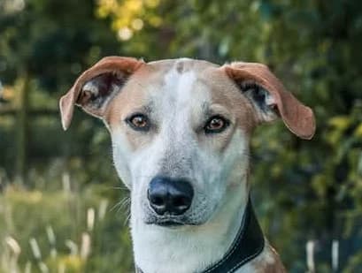 Charlie, male 6yo mixed breed for adoption at Strays Without Borders, Skopje