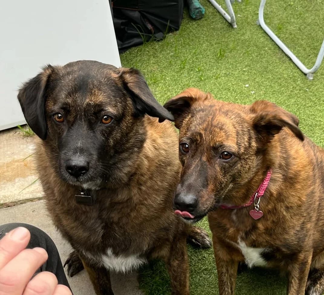 Zeus and Luna, female 7yo mixed breed for adoption at Strays Without Borders, Skopje