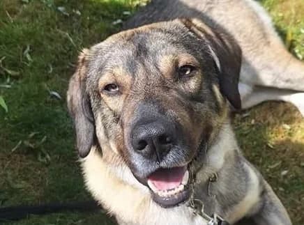 Bodi, male 3yo mixed breed for adoption at Strays Without Borders, Skopje