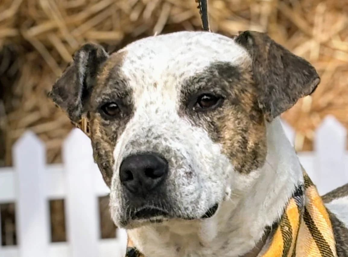 Baily, male 6yo mixed breed for adoption at Strays Without Borders, Skopje
