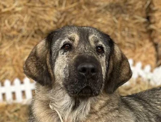 Jasmin, female senior mixed breed for adoption at Strays Without Borders, Skopje