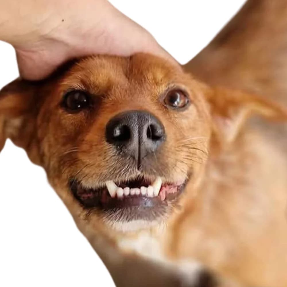 Branka,  Mixed Breed for adoption at Amospet, Skopje