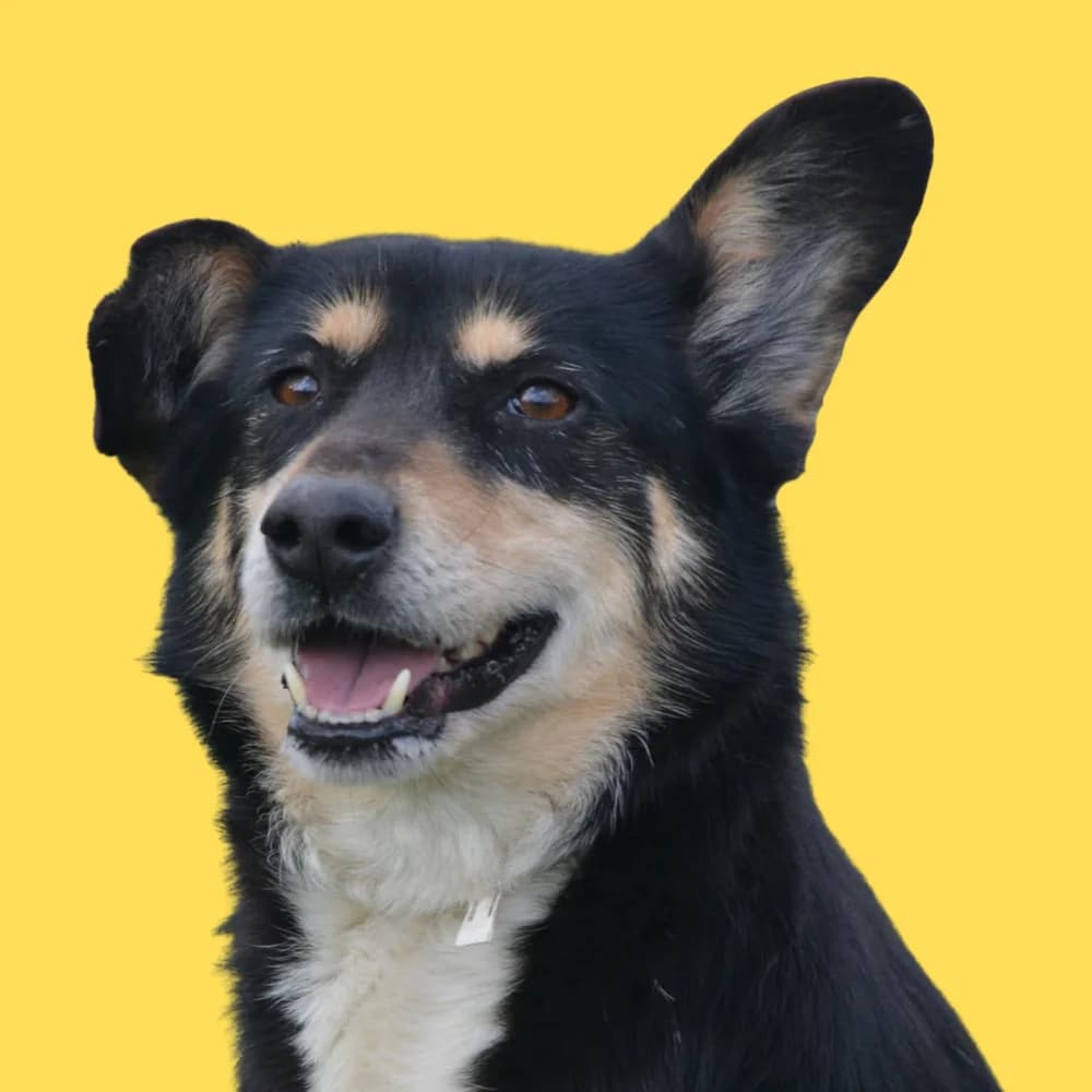 Valentina,  Mixed Breed for adoption at Amospet, Skopje