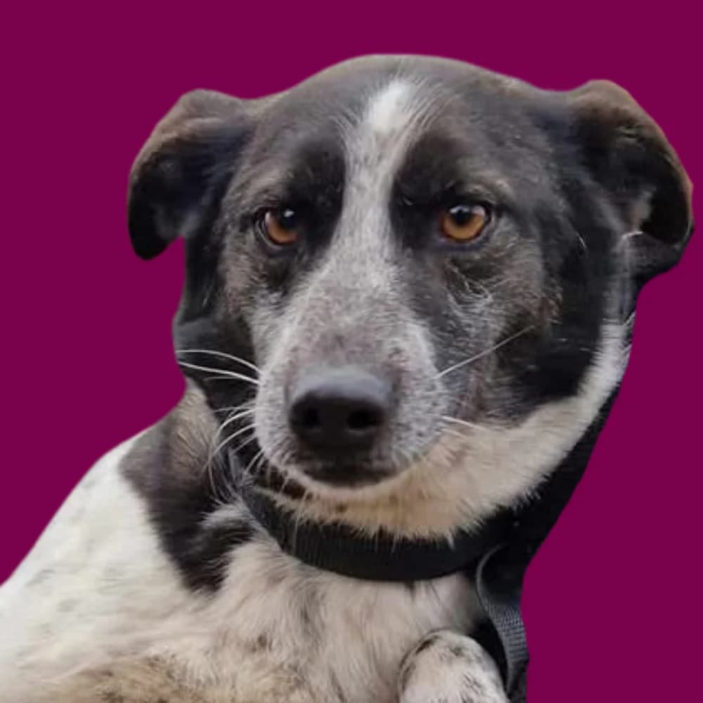 Ray, Mixed Breed for adoption at Amospet, Skopje