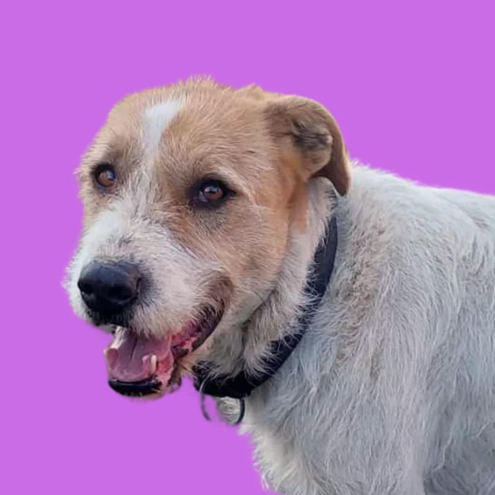 Lujna, Mixed Breed for adoption at Amospet, Skopje