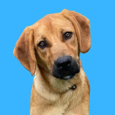 Winsty, Mixed Breed for adoption at Amospet, Skopje