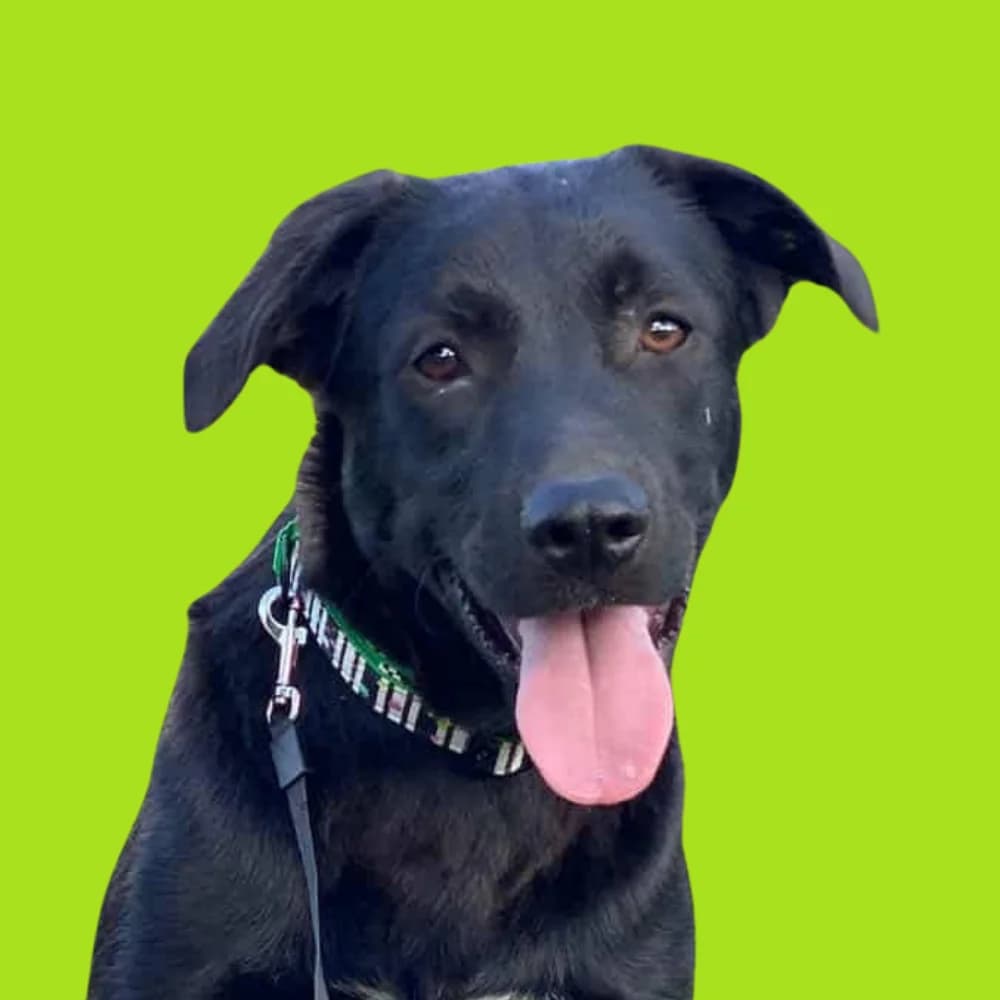 Tomino, Mixed Breed for adoption at Amospet, Skopje