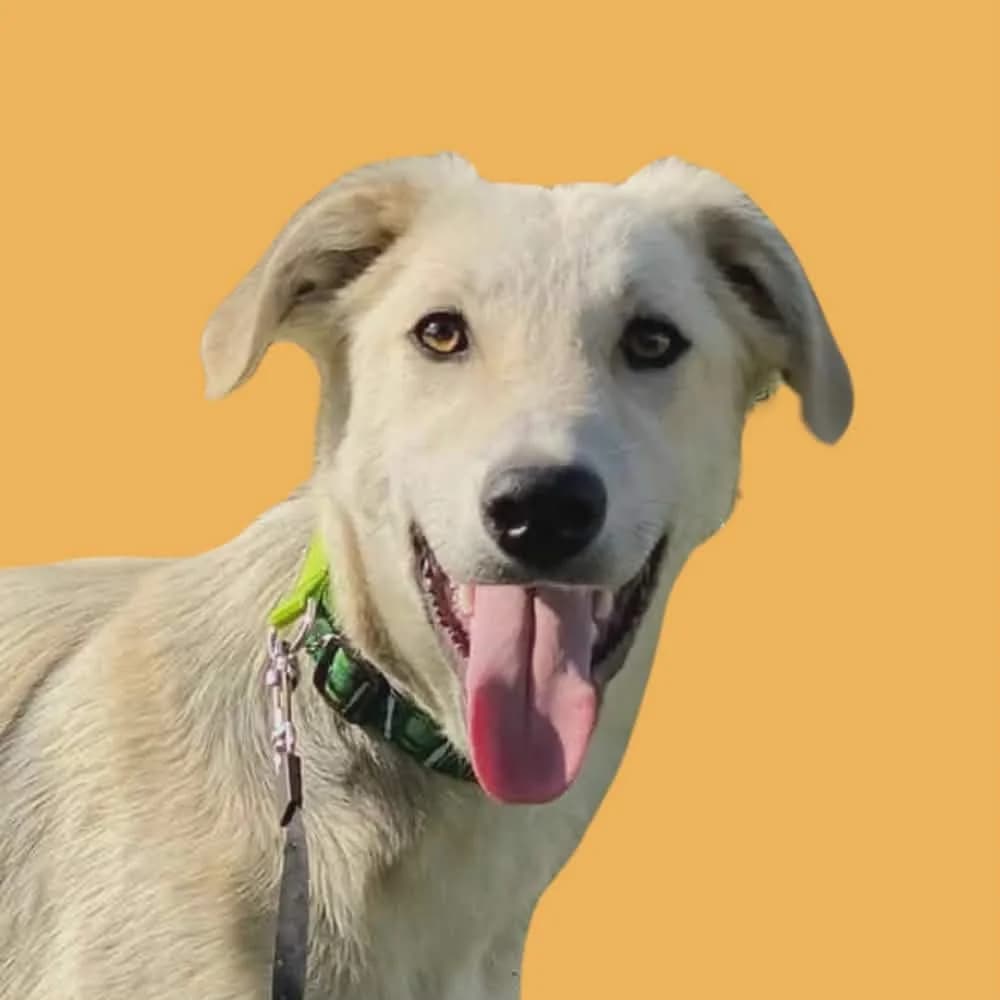 Scoob, young Mixed Breed for adoption at Amospet, Skopje