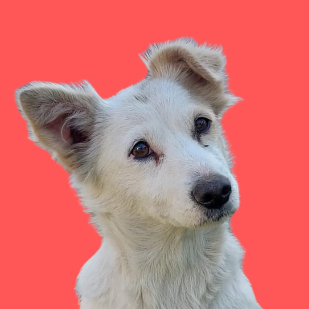 Ruzha, Mixed Breed for adoption at Amospet, Skopje