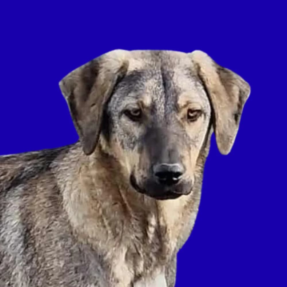 Aires,  Mixed Breed for adoption at Amospet, Skopje