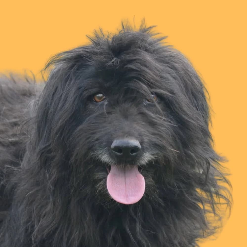 Duda,  Mixed Breed for adoption at Amospet, Skopje