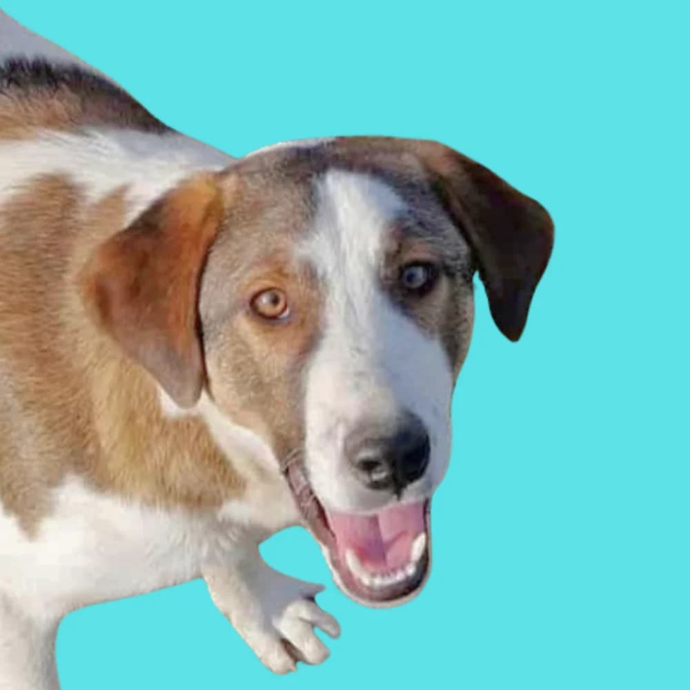 Buenos,  young Mixed Breed for adoption at Amospet, Skopje