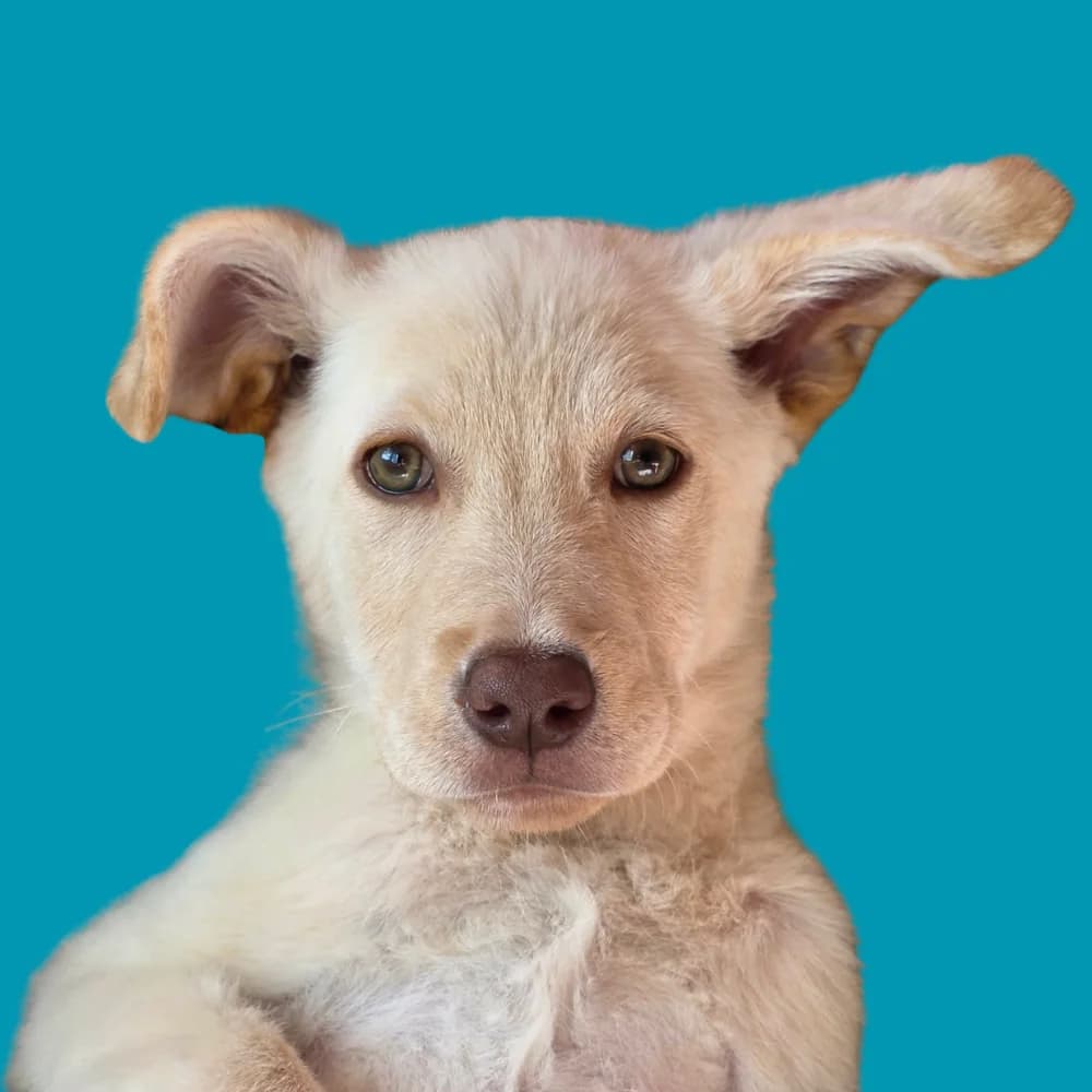 Koza,  puppy Mixed Breed for adoption at Amospet, Skopje