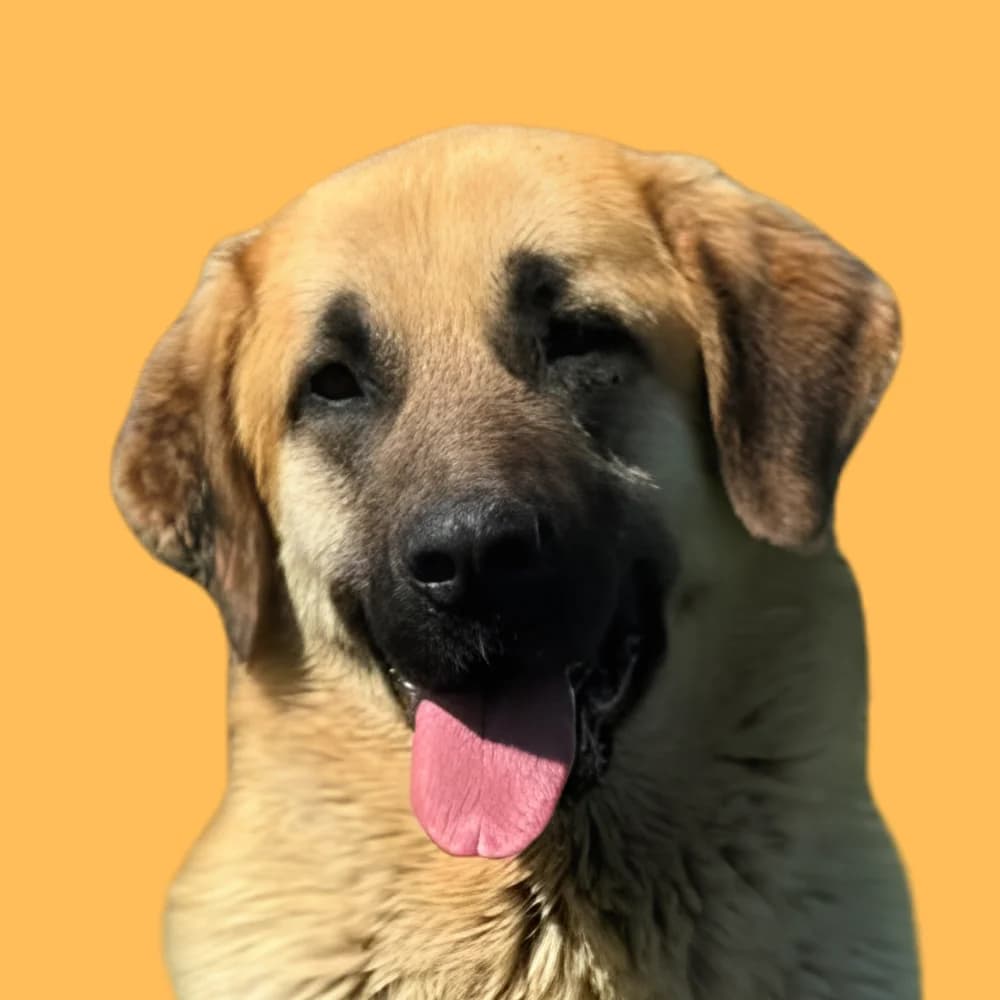 Shiva,  Mixed Breed for adoption at Amospet, Skopje