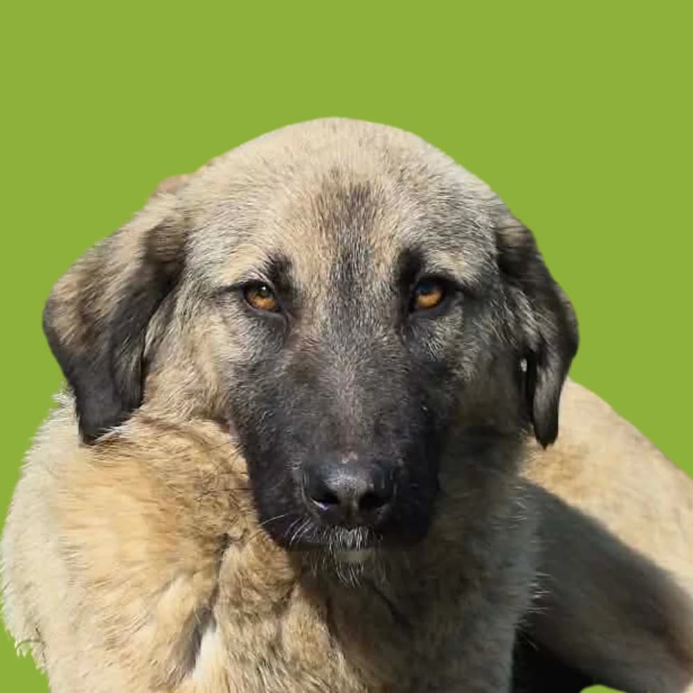 Skay,  puppy Mixed Breed for adoption at Amospet, Skopje