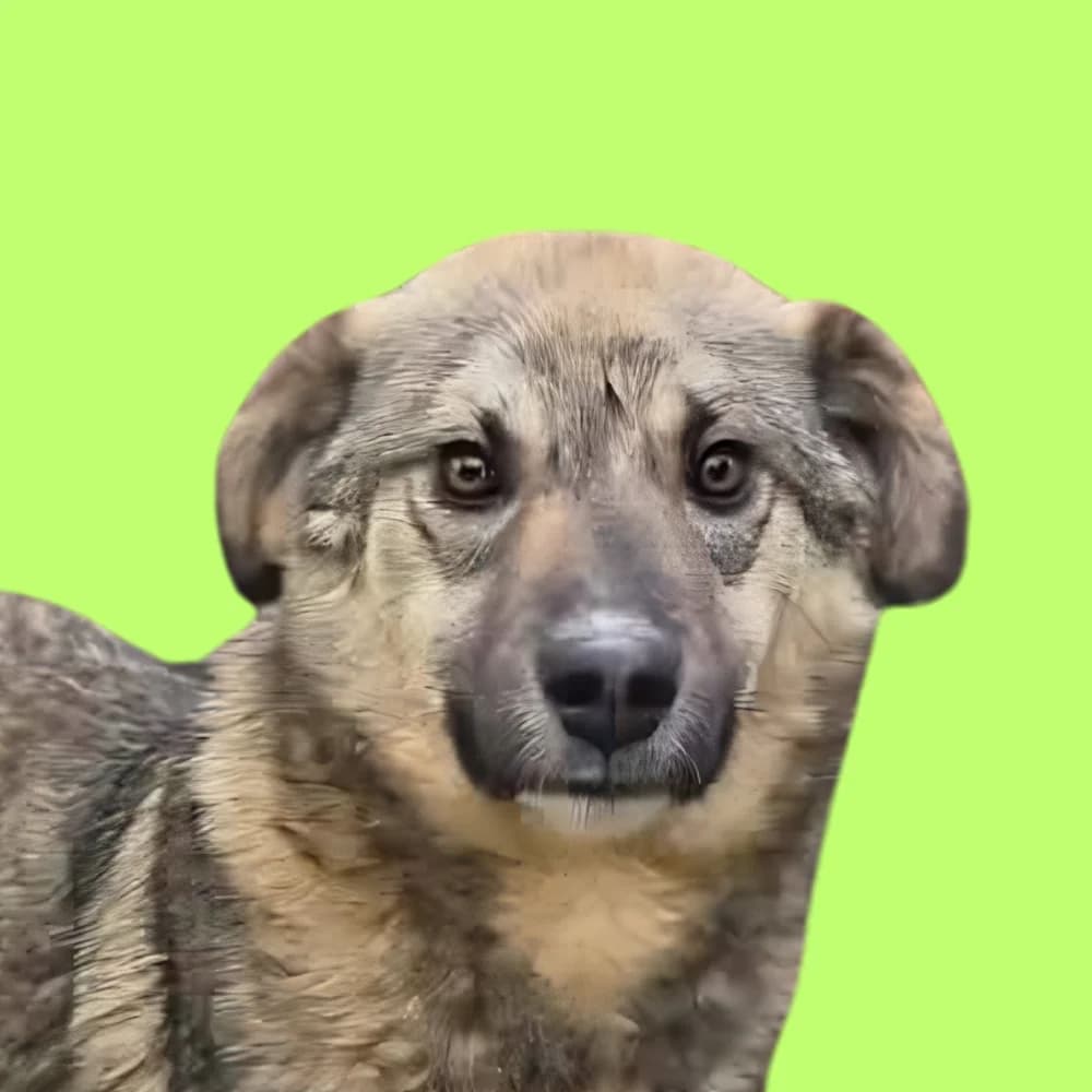 Fredi,  puppy Mixed Breed for adoption at Amospet, Skopje