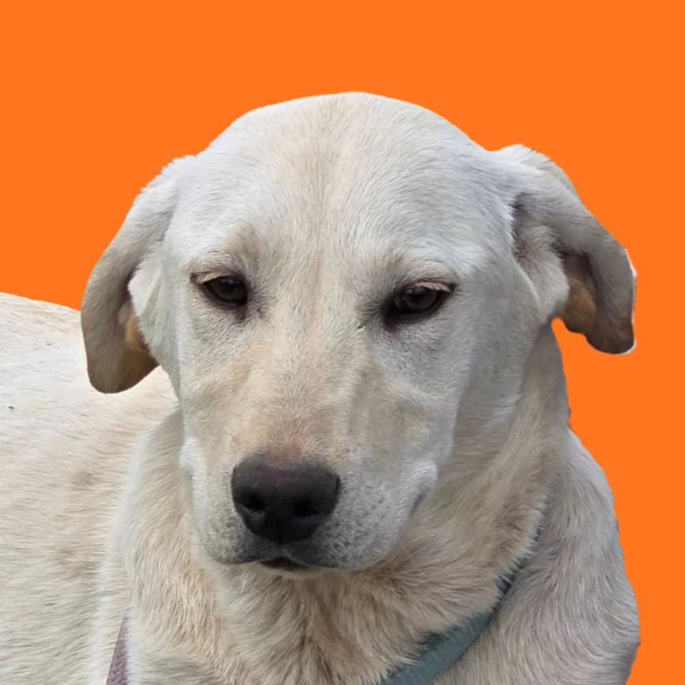 Liana,  puppy Mixed Breed for adoption at Amospet, Skopje