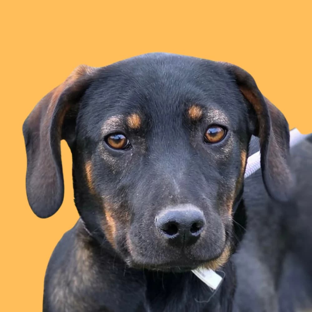 Alexa,  puppy Mixed Breed for adoption at Amospet, Skopje