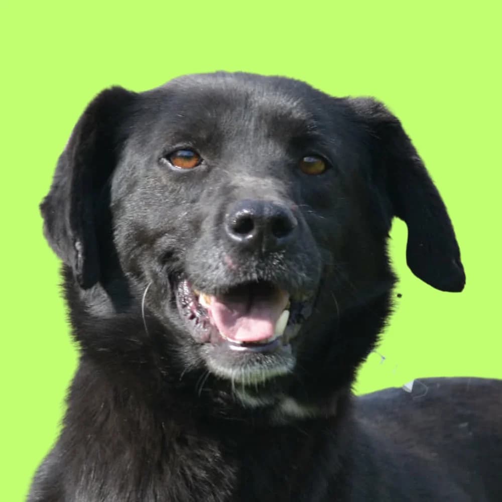 Vlasta,  Mixed Breed for adoption at Amospet, Skopje