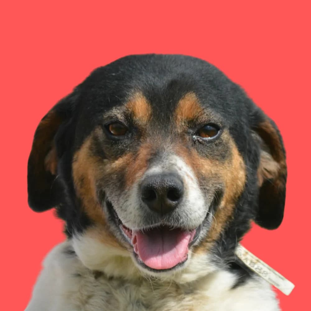 Marissa,  puppy Mixed Breed for adoption at Amospet, Skopje