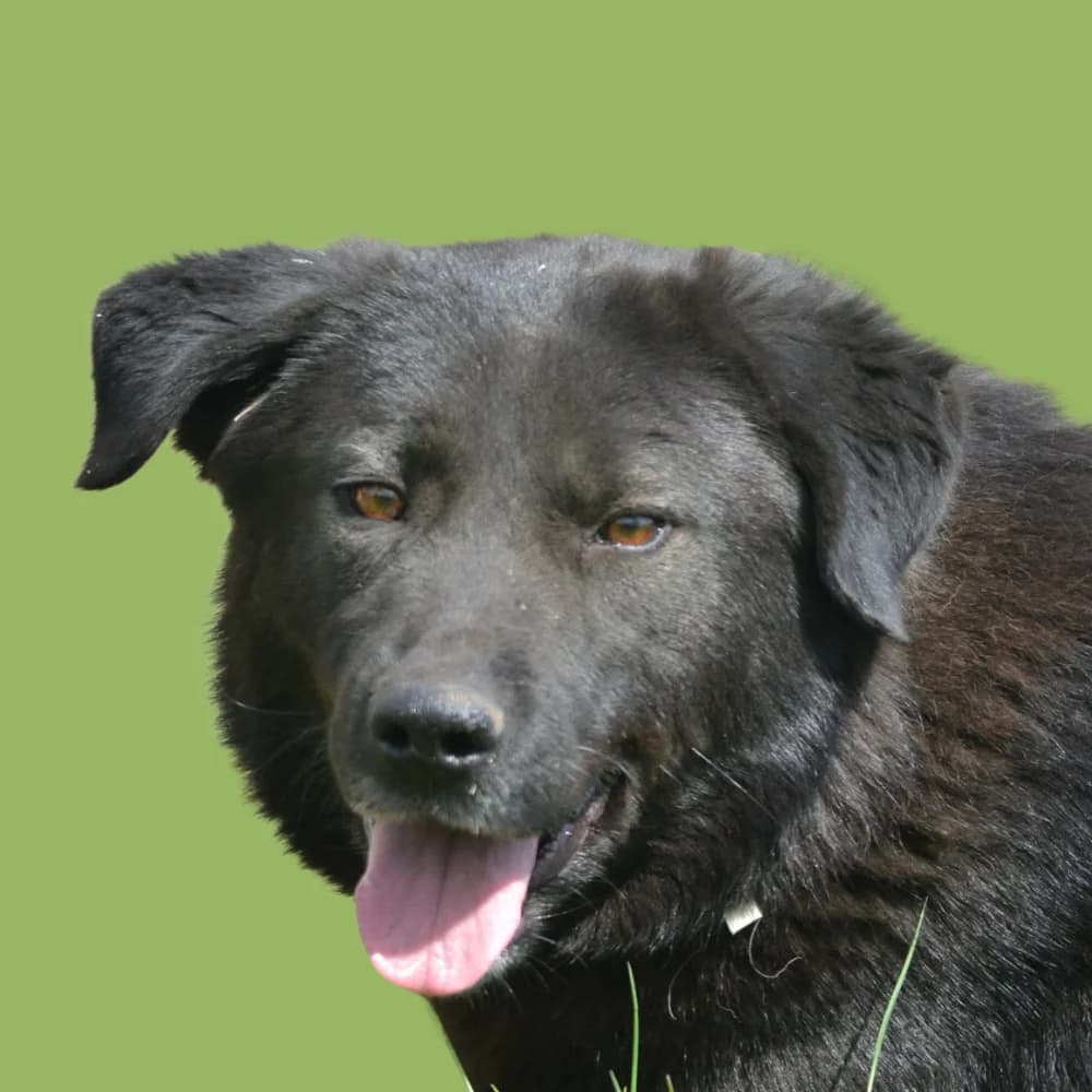 Korra,  Mixed Breed for adoption at Amospet, Skopje