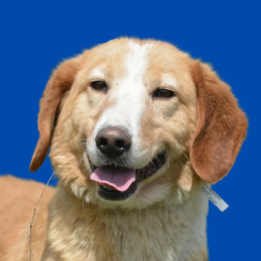 Persi,  Mixed Breed for adoption at Amospet, Skopje