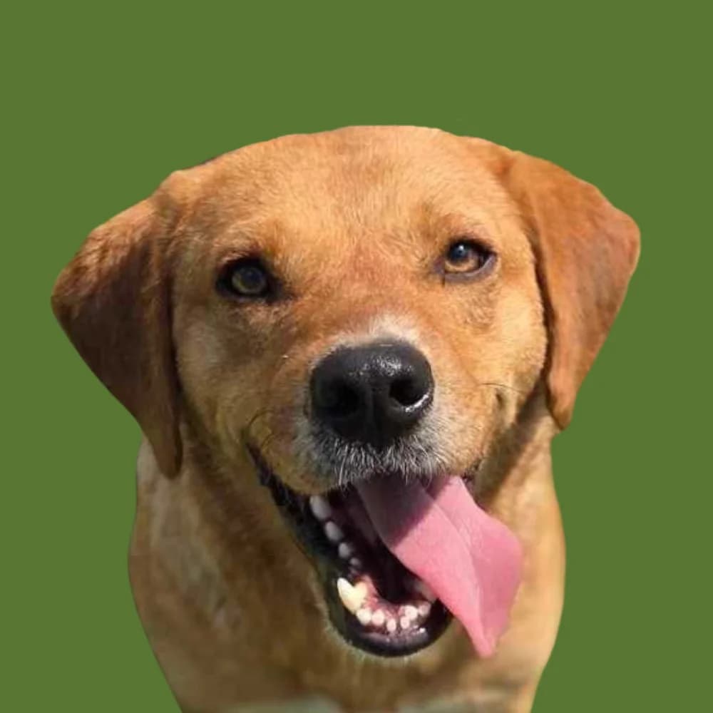 Diesel,  Mixed Breed for adoption at Amospet, Skopje
