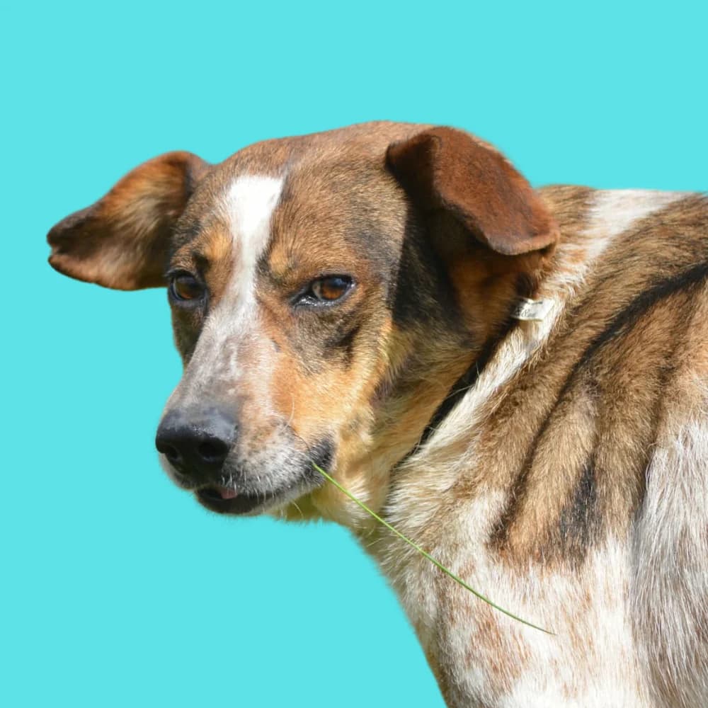 Riki,  Mixed Breed for adoption at Amospet, Skopje