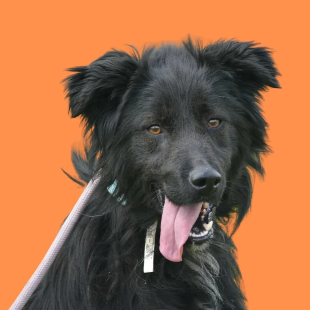 Ombus,  puppy Mixed Breed for adoption at Amospet, Skopje