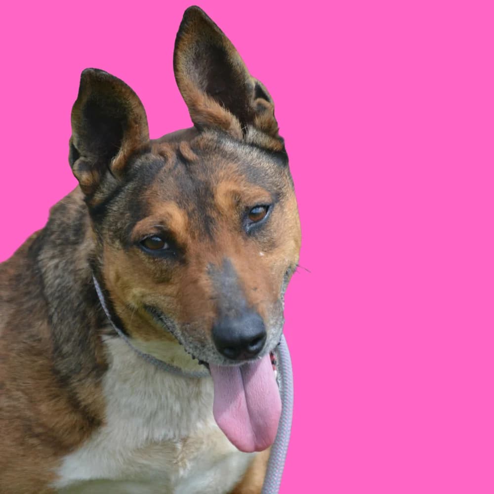 Sika,  Mixed Breed for adoption at Amospet, Skopje