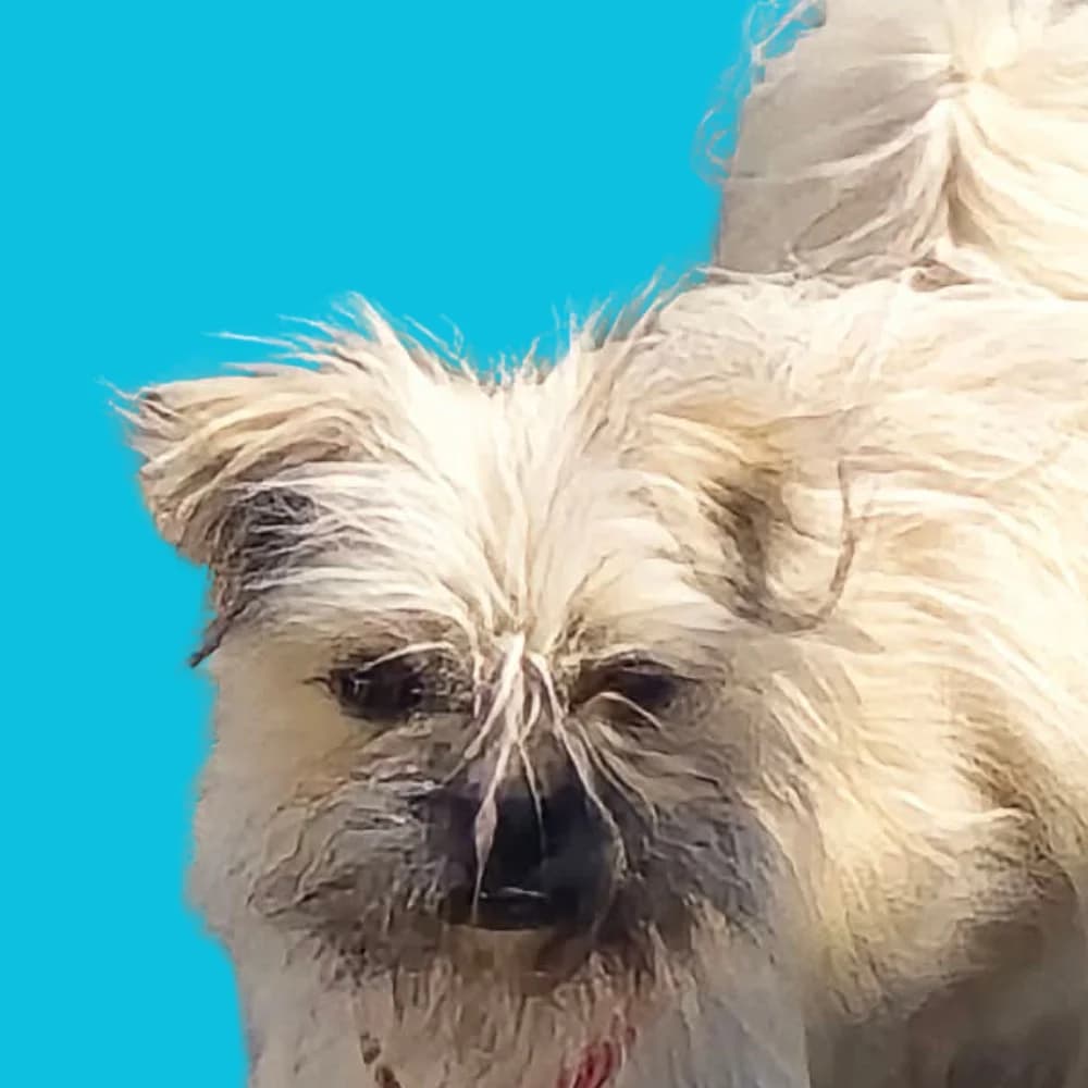 Prucilla,  Mixed Breed for adoption at Amospet, Skopje