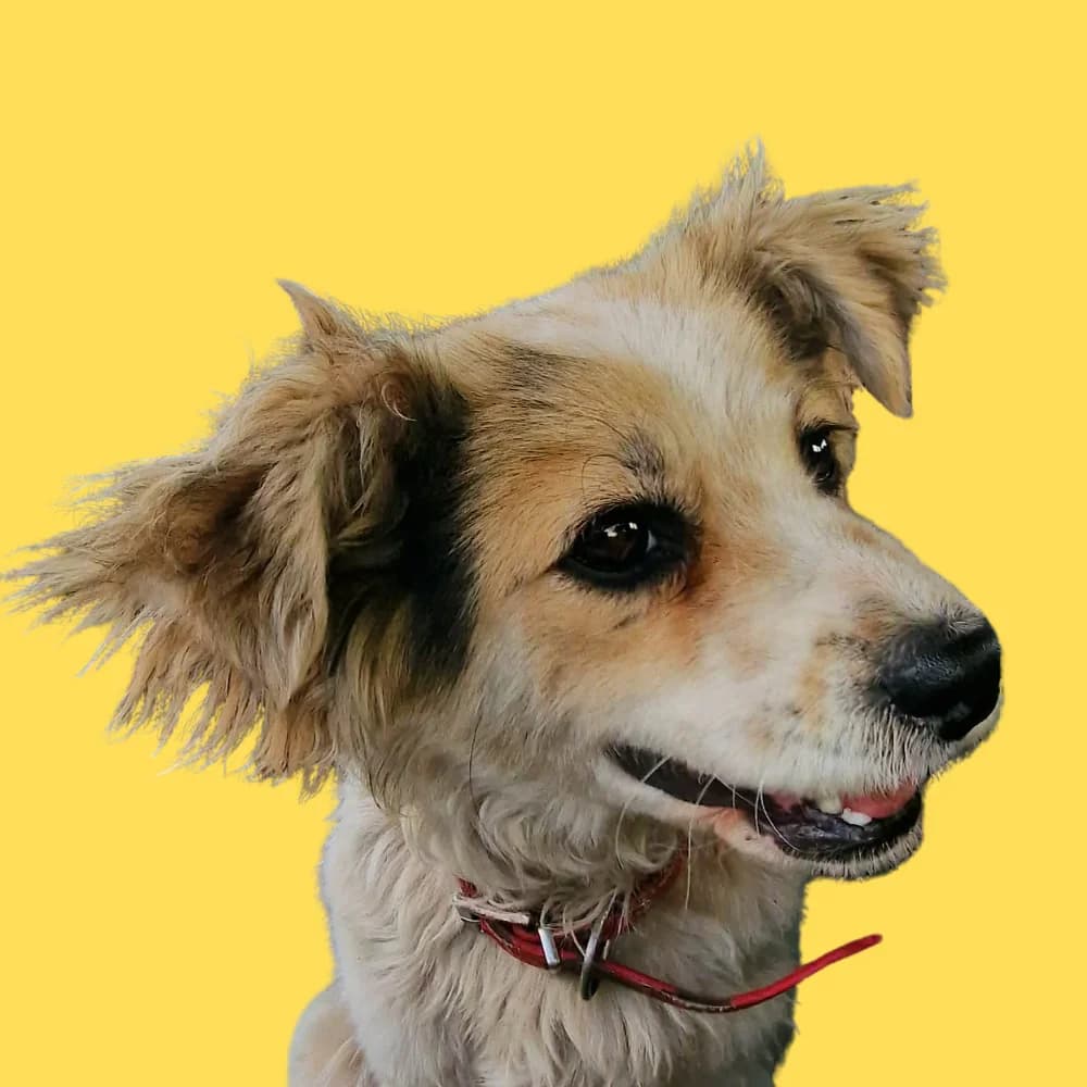 Pembe,  Mixed Breed for adoption at Amospet, Skopje