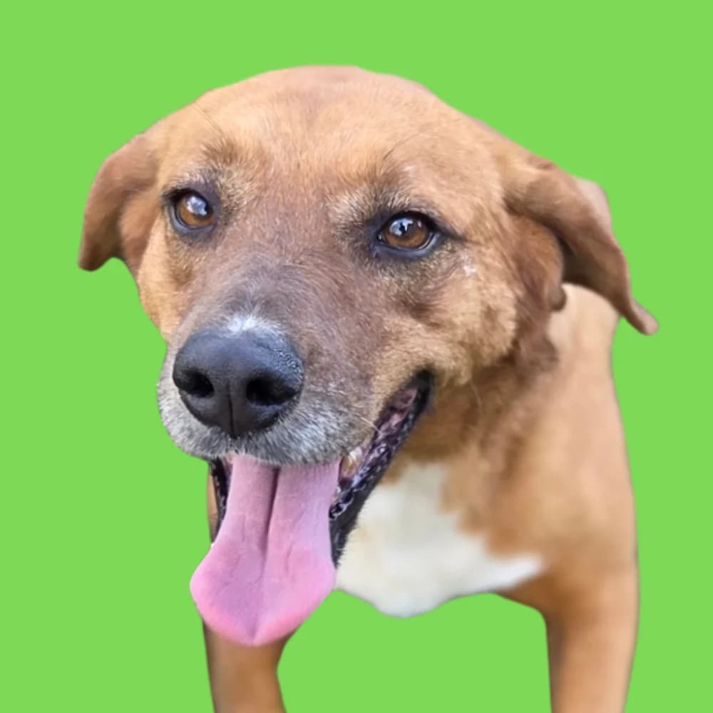 Rosemary, Mixed Breed for adoption at Amospet, Skopje
