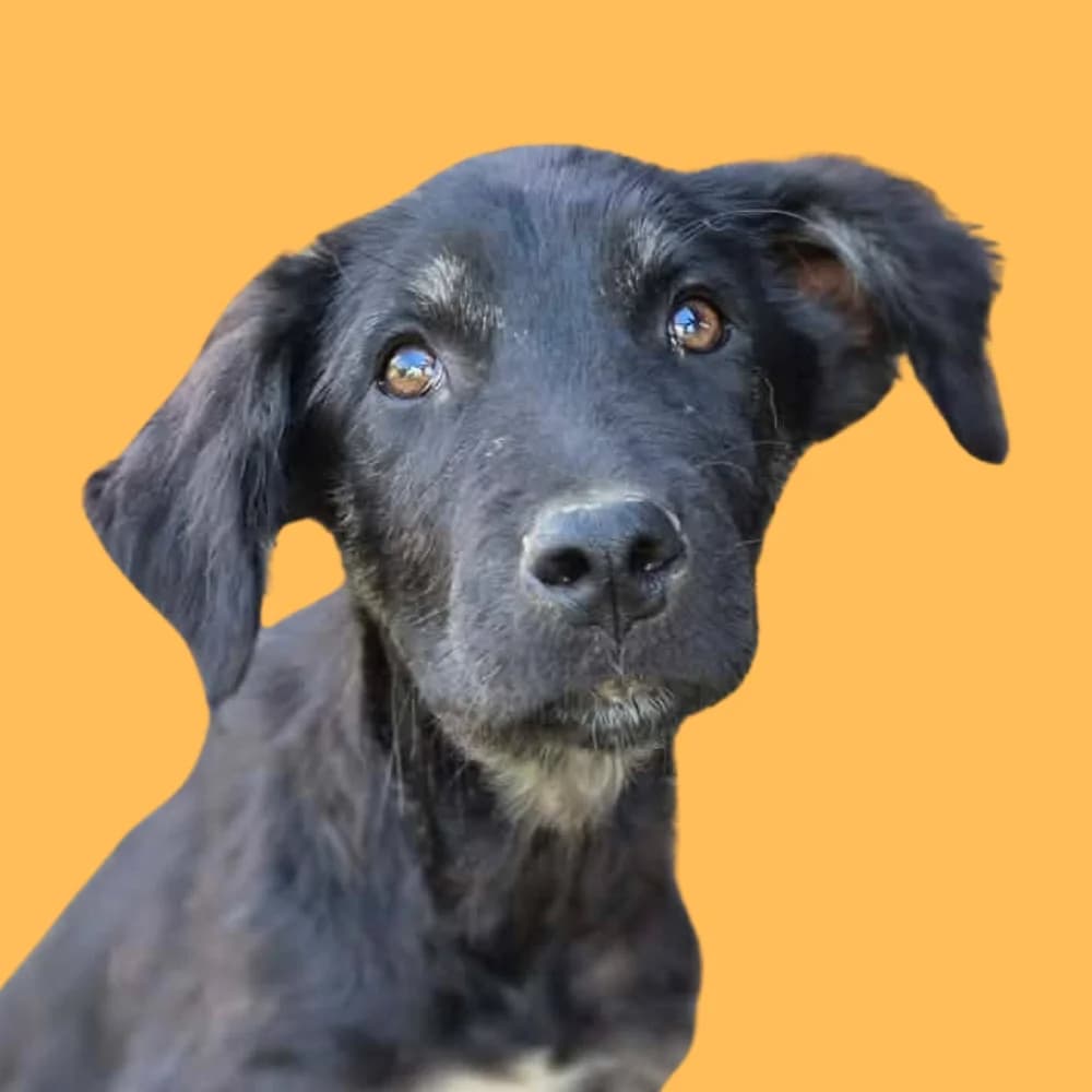 Delta,  puppy Mixed Breed for adoption at Amospet, Skopje