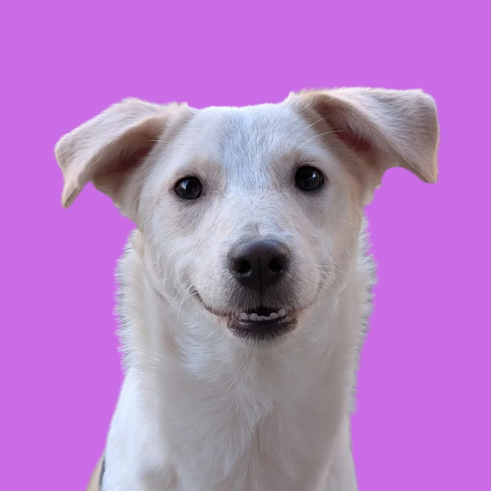 Sequin, Mixed Breed (Amospet)