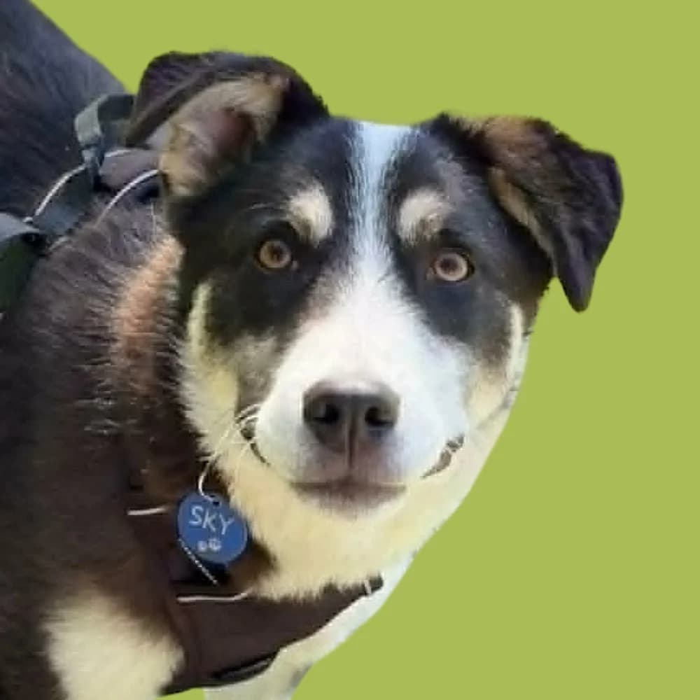 Skyeon,  Mixed Breed for adoption at Amospet, Skopje