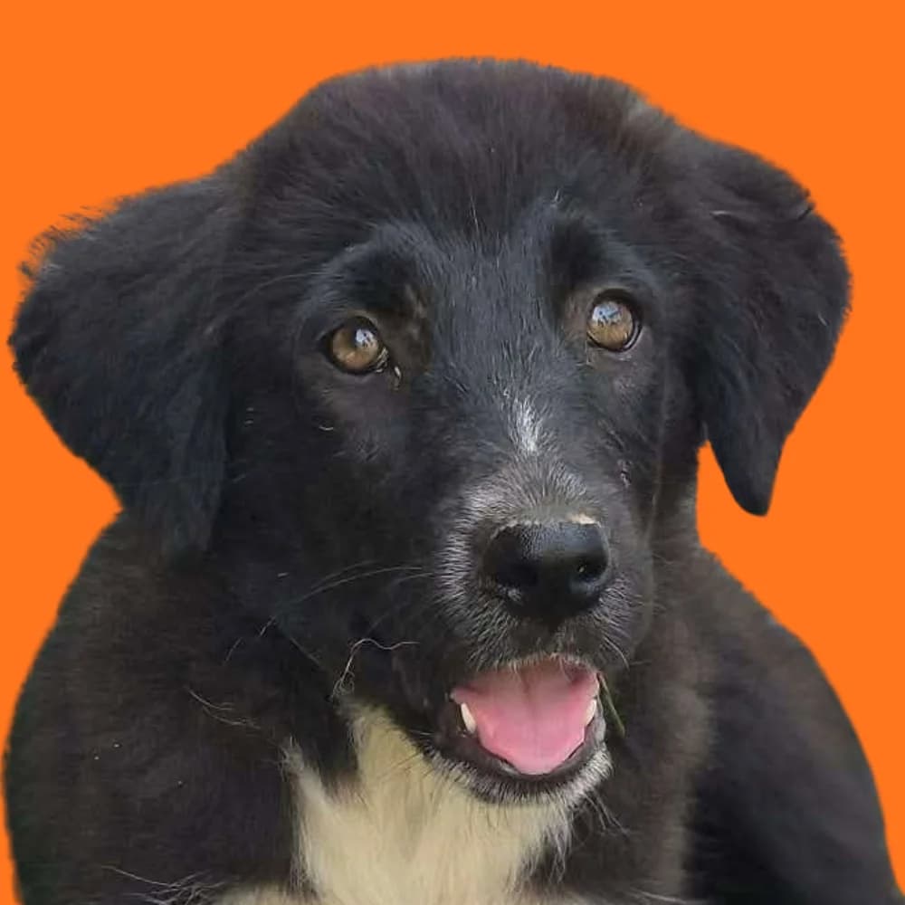 Serdika,  puppy Mixed Breed for adoption at Amospet, Skopje