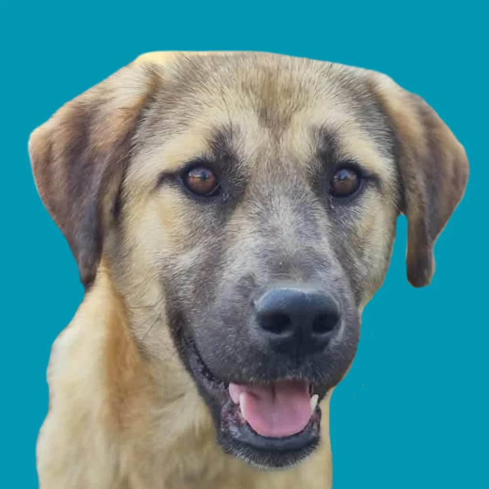 Moli,  Mixed Breed for adoption at Amospet, Skopje
