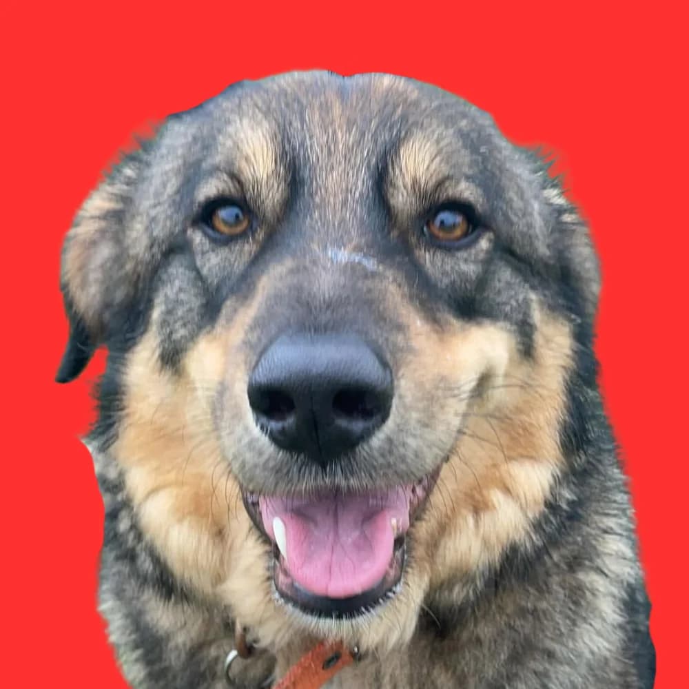 Bure,  Mixed Breed for adoption at Amospet, Skopje