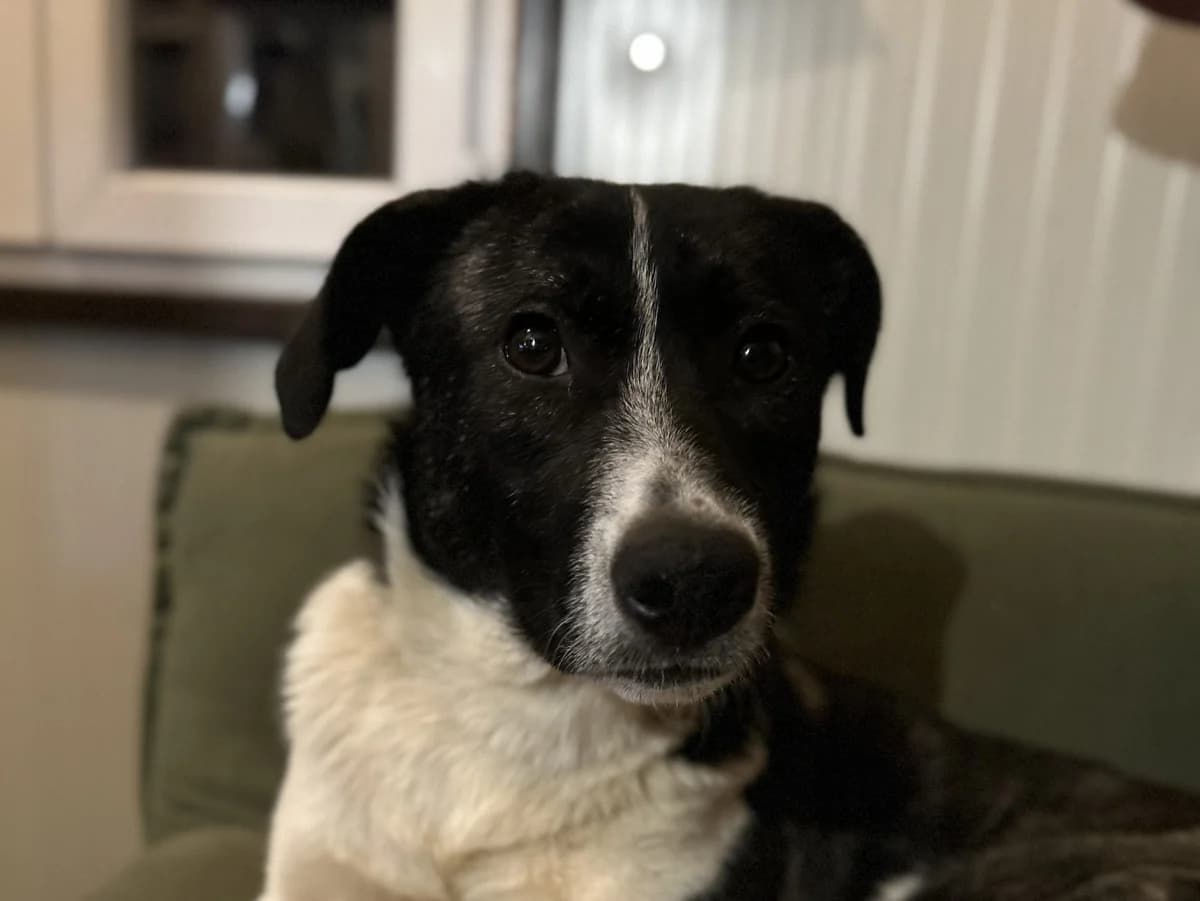 Abigail, female Mixed Breed for adoption at Nala Dog Rescue, Skopje