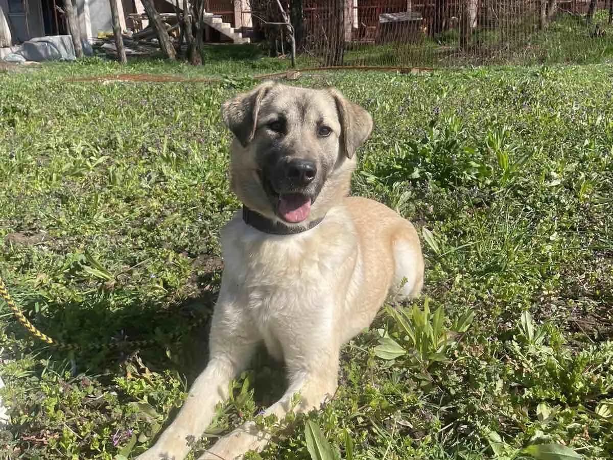 Alice, female Mixed Breed for adoption at Nala Dog Rescue, Skopje