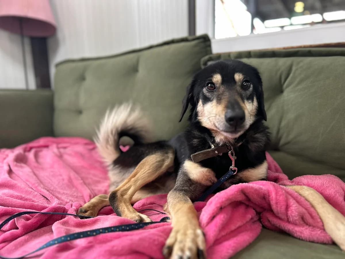 Eli, female Mixed Breed for adoption at Nala Dog Rescue, Skopje