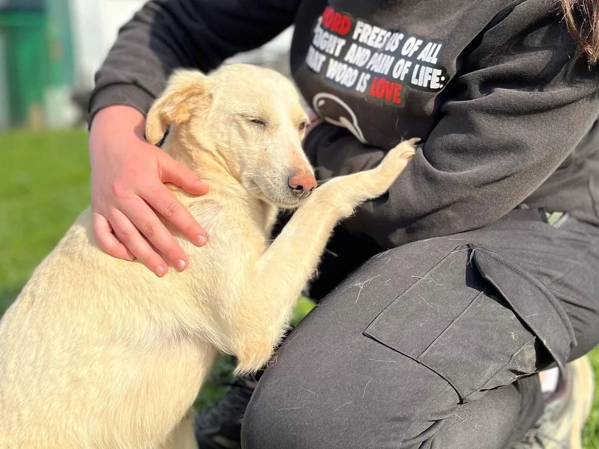 Daisy, female Mixed Breed for adoption at Nala Dog Rescue, Skopje