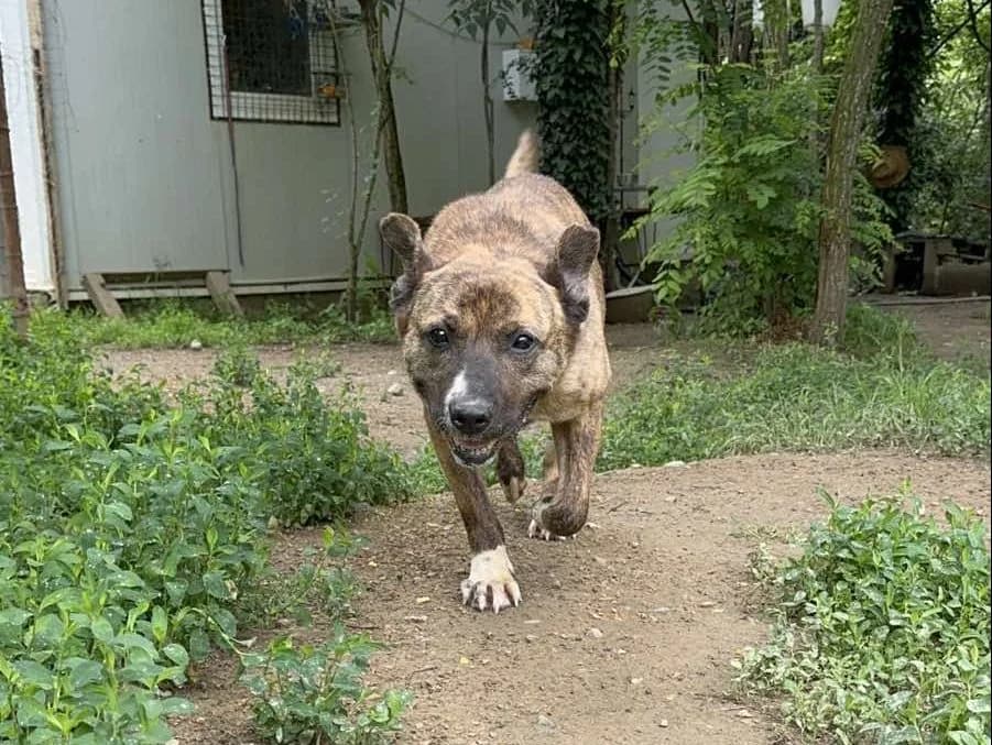Klemka, female Mixed Breed for adoption at Nala Dog Rescue, Skopje